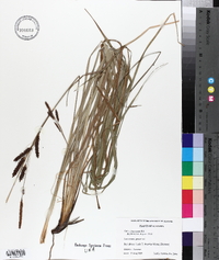 Carex glaucescens image