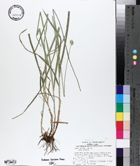 Carex gravida var. gravida image