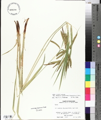 Carex crinita var. gynandra image