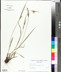 Carex crebriflora image