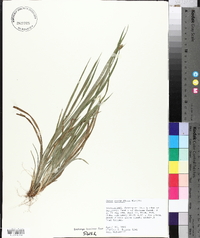 Carex crebriflora image