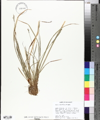 Carex crebriflora image