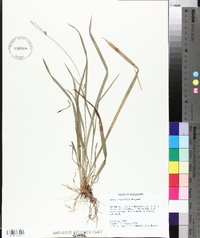 Carex crebriflora image