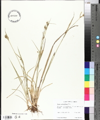 Carex crebriflora image