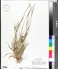 Carex crebriflora image