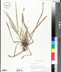 Carex crebriflora image