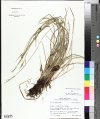 Carex crebriflora image