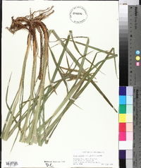 Carex crinita var. crinita image