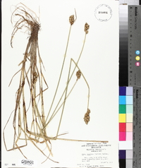 Carex cumulata image