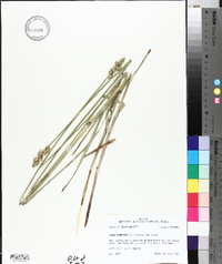 Carex cumulata image