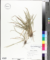 Carex cumberlandensis image