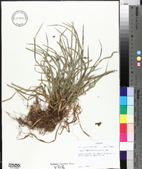 Carex cumberlandensis image