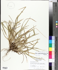 Carex cumberlandensis image