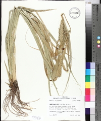 Carex crus-corvi image