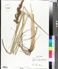 Carex crus-corvi image