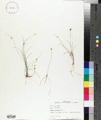 Carex gynocrates image