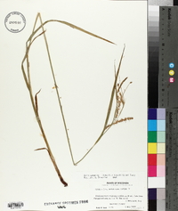 Carex gynandra image