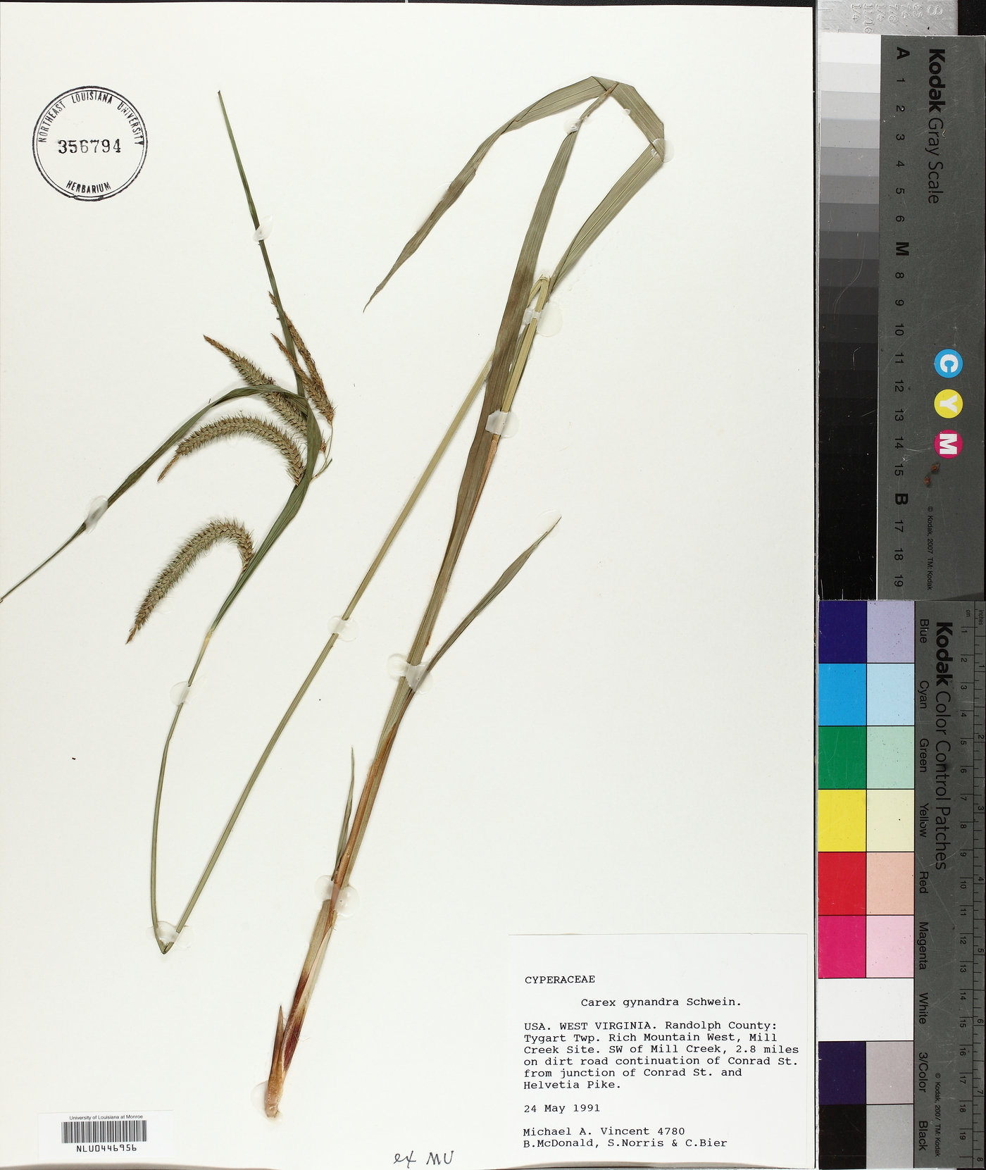 Carex gynandra image