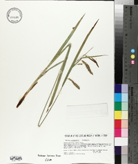 Carex gynandra image