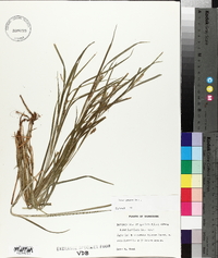 Carex grisea image