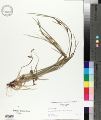 Carex grisea image