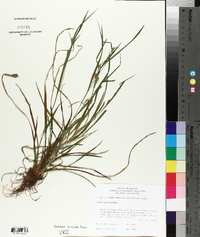 Carex grisea image