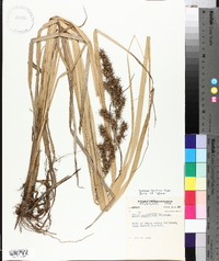 Carex crus-corvi image