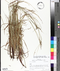 Carex debilis var. debilis image