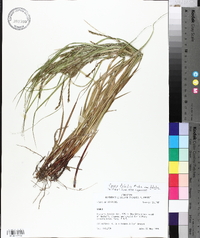 Carex debilis var. debilis image