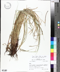 Carex debilis var. debilis image