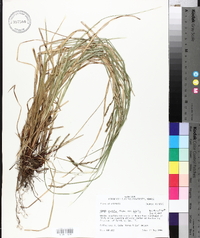 Carex debilis var. debilis image