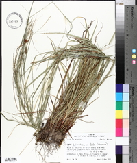 Carex debilis var. debilis image