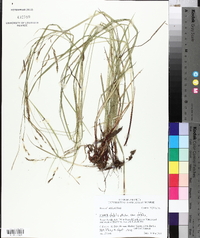 Carex debilis var. debilis image