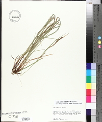 Carex debilis var. debilis image