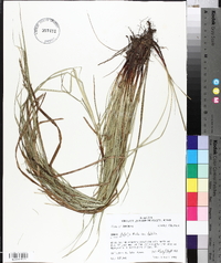 Carex debilis var. debilis image