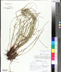 Carex debilis var. debilis image