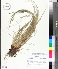 Carex debilis var. debilis image