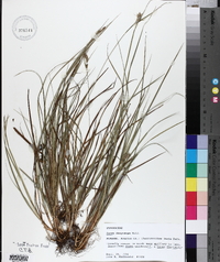 Carex dasycarpa image