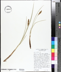 Carex cusickii image