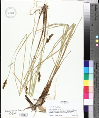 Carex diandra image