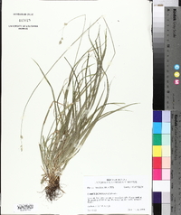 Carex deweyana image