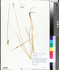 Carex densa image