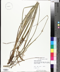 Carex decomposita image