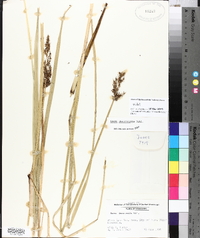 Carex decomposita image