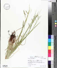 Carex debilis var. rudgei image