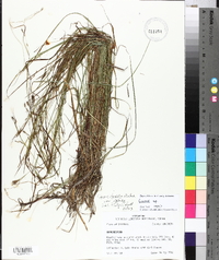 Carex debilis var. debilis image