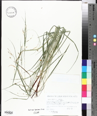 Carex debilis var. debilis image