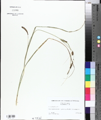 Carex houghtonii image