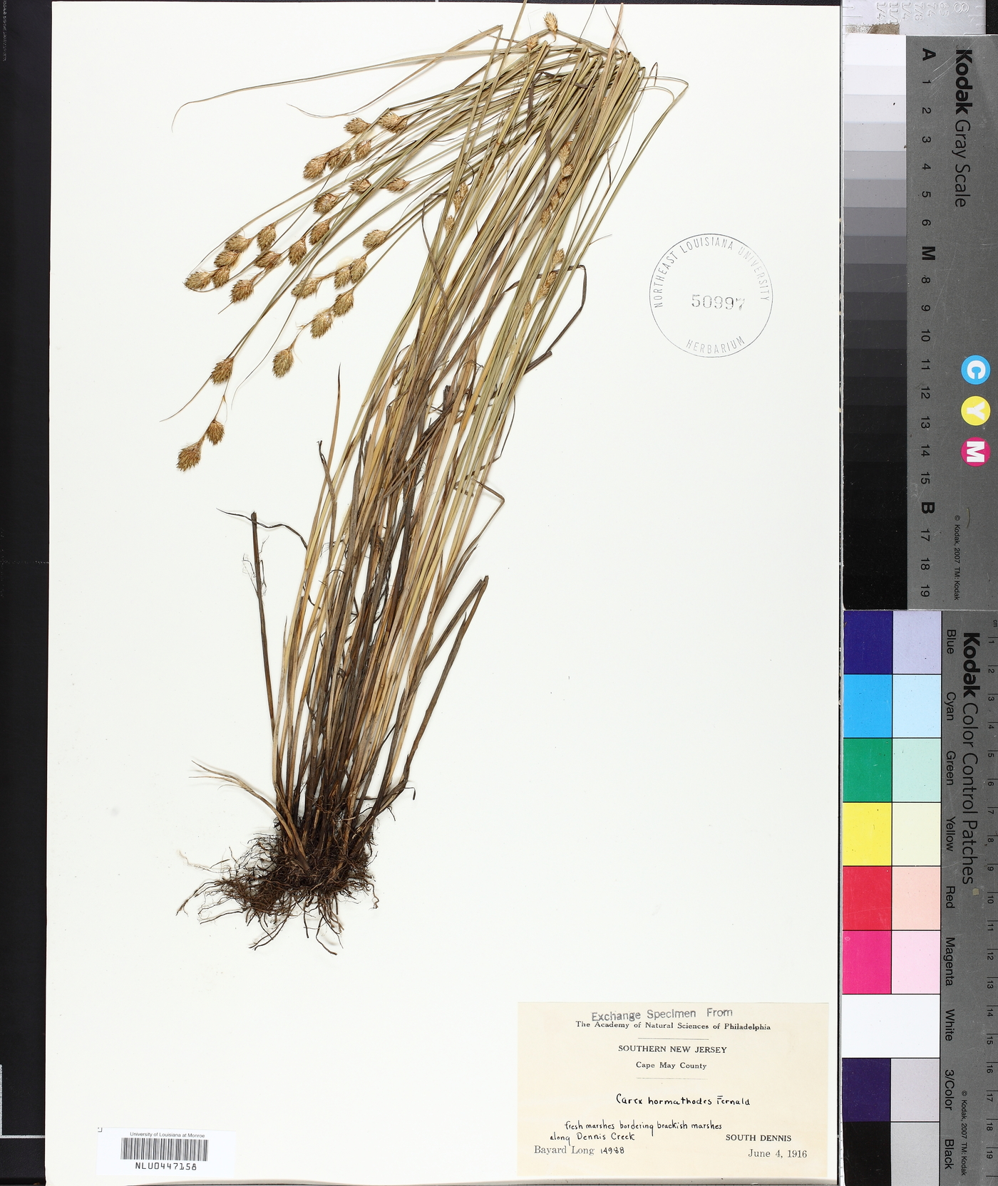 Carex hormathodes image