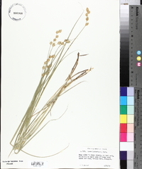 Carex hormathodes image